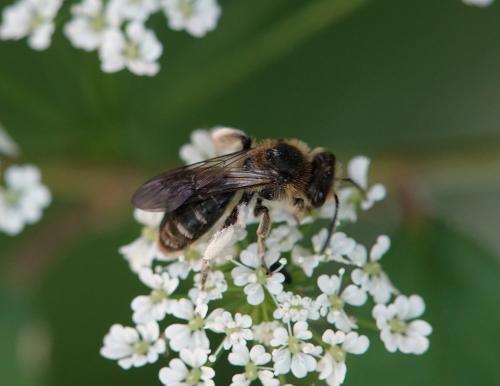 Andrena sp.